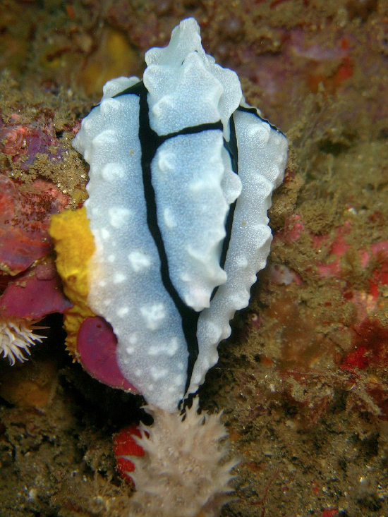  Phyllidiopsis shireenae (Sea Slug)